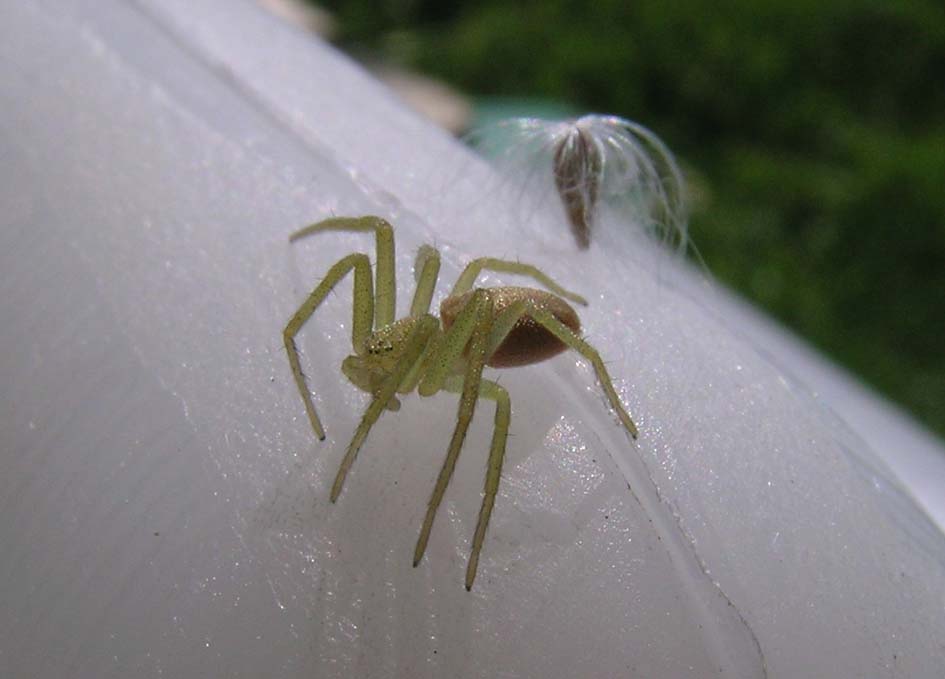 Philodromus sp.